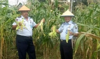 Begini Cara Lapas Pasir Pengaraian Bekali Napi Dengan Ilmu Pertanian
