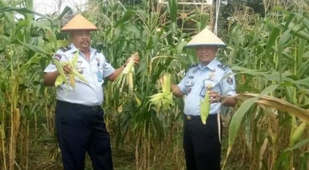 Begini Cara Lapas Pasir Pengaraian Bekali Napi Dengan Ilmu Pertanian