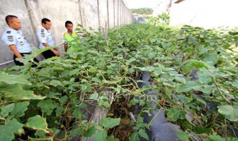 Ketika Narapidana Bertani, Setahun Hasilkan 4 Ton Cabai dan 4,5 Ton Terong