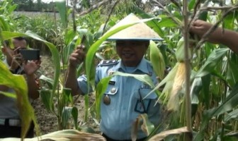 Berdayakan Warga Binaan Bercocok Tanam, Lapas Kelas II B Pasir Pengaraian Panen Jagung