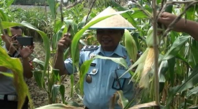 Berdayakan Warga Binaan Bercocok Tanam, Lapas Kelas II B Pasir Pengaraian Panen Jagung