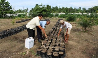 Rutan Pasangkayu Budidayakan Bibit Kelapa Sawit Bersertifikat Resmi