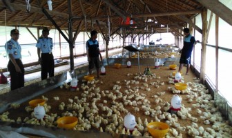 Peternakan Ayam Lapas Palopo Gandeng Pihak Ketiga