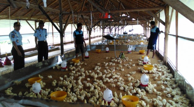 Peternakan Ayam Lapas Palopo Gandeng Pihak Ketiga