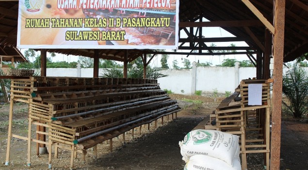 Rutan Pasangkayu Ciptakan Usaha Peternakan Ayam Petelur