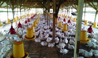 Lapas Palopo Segera Eksekusi 2500 Ekor Ayam Siap Panen