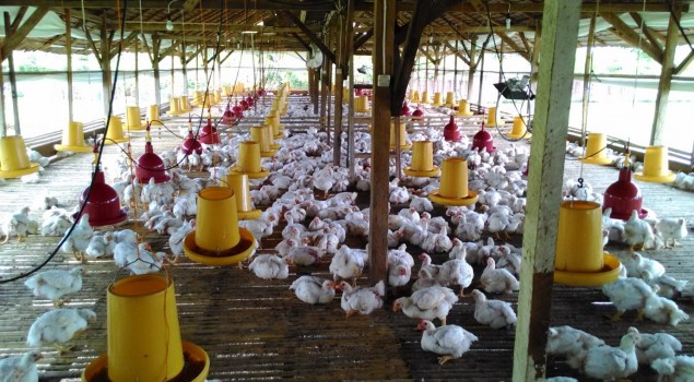 Lapas Palopo Segera Eksekusi 2500 Ekor Ayam Siap Panen