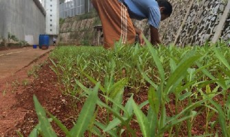 Napi Rutan Gunung Sindur Sukses Memanen Beragam Sayuran