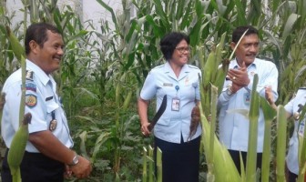 Curah Hujan Sedikit, Lapas Kupang Tetap Bisa Panen Jagung