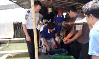 Lele Hasil Budidaya Rutan Pekalongan Laris Diborong