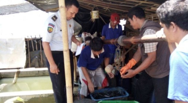 Lele Hasil Budidaya Rutan Pekalongan Laris Diborong