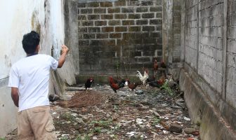 LPKA Karangasem Bekali ABH dengan Budidaya Ayam Kampung Bali