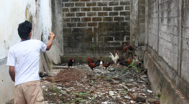 LPKA Karangasem Bekali ABH dengan Budidaya Ayam Kampung Bali