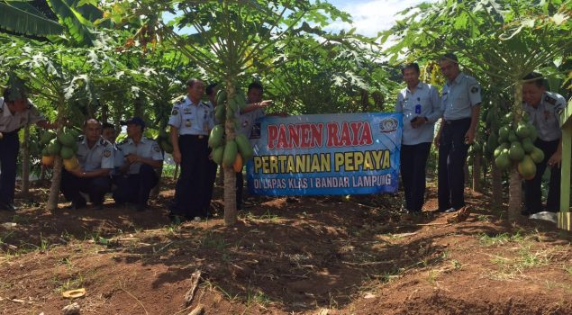 Lapas Bandar Lampung Panen Raya Pepaya California