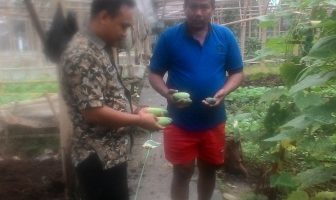 Panen Perdana, Sayur Hasil Pertanian Lapas Sukamiskin Banjir Pesanan
