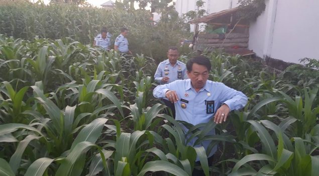 Di Sulawesi Utara, Direktur Pelayanan Tahanan DitjenPAS Blusukan Masuk Ladang