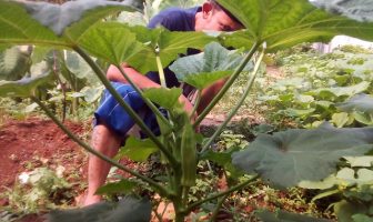 Setelah Jahe Merah, Lapas Serang Mulai Budidayakan Tanaman Okra