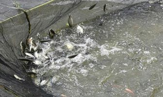 Lapas Narkotika Bandung Panen 52 Kg Ikan Nila