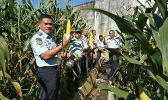 WBP Lapas Kendari Sukses Memanen Jagung Hibrida di Kebun Asimilasi