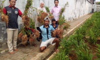 Memuaskan, Lapas Serang Panen 100 Kg Jahe Merah