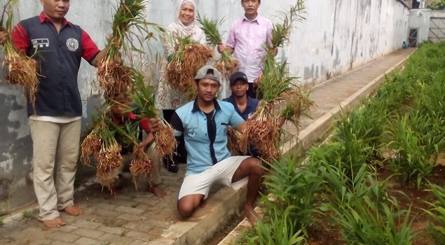 Memuaskan, Lapas Serang Panen 100 Kg Jahe Merah