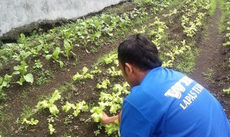 Sebulan Usai Pelatihan, WBP Lapas Ternate Panen Selada & Sawi