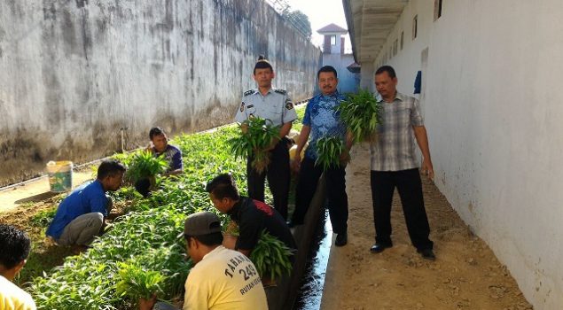 Panen Perdana Sayur Kangkung Rutan Kendari