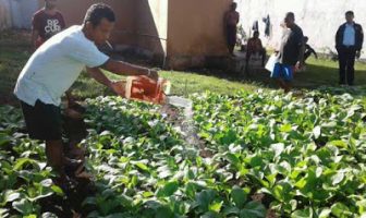 Warga Binaan Lapas Klas IIB Tual Panen Sayur