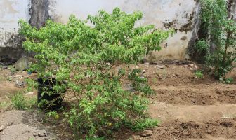 Diserang Hama, Rutan Manado Ganti Budidaya Rica dengan Pepaya California