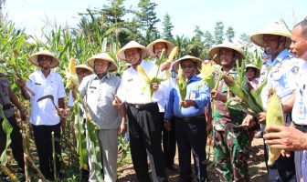 Panen Raya Lapas Piru, Ubah Hutan Jadi Ladang Jagung