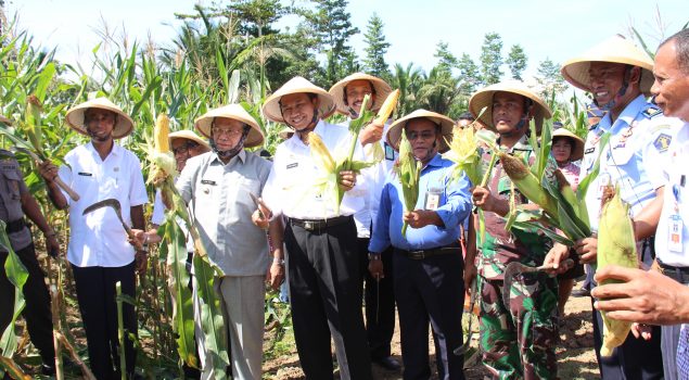 Panen Raya Lapas Piru, Ubah Hutan Jadi Ladang Jagung