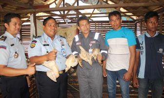 Peternakan Lapas Bontang Panen 250 Ayam Kampung Organik