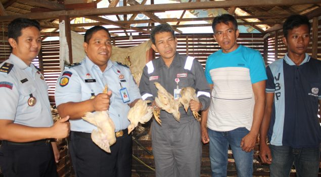 Peternakan Lapas Bontang Panen 250 Ayam Kampung Organik