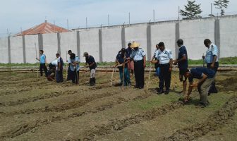 Tanam Jagung Tahap ke-4, Lapas Piru Perluas Areal Pertanian