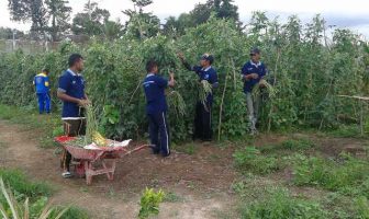 Lagi, Lapas Piru Panen Sayur Mayur