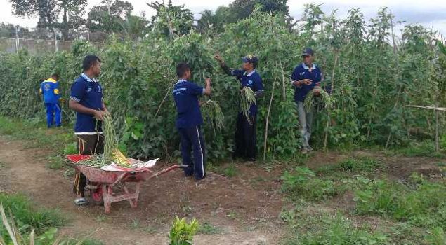 Lagi, Lapas Piru Panen Sayur Mayur