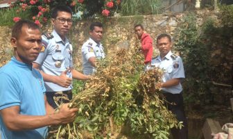 Usai Panen Kangkung, Rutan Kendari Sukses Panen Kacang Tanah