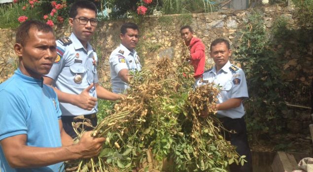 Usai Panen Kangkung, Rutan Kendari Sukses Panen Kacang Tanah