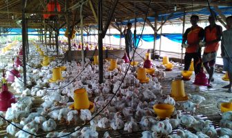 Lapas Palopo Sukses Penen 2.500 Ayam
