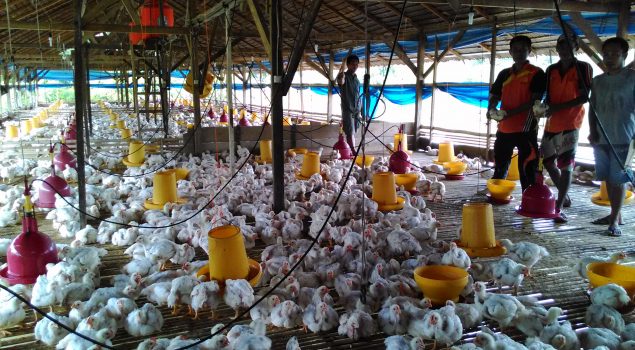 Lapas Palopo Sukses Penen 2.500 Ayam