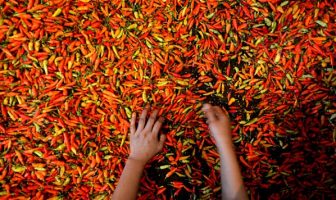 Lapas Makassar Suplai Cabai sampai Kalimantan