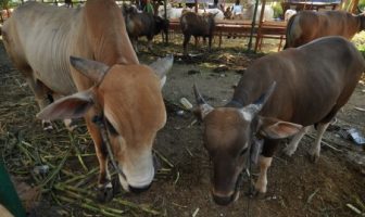 Kementan Mendorong Produksi Ternak Lapas Nusakambangan