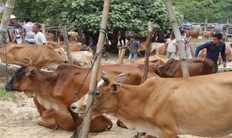 Lapas Nusa Kambangan Akan Ternakkan 14.000 Ekor Sapi