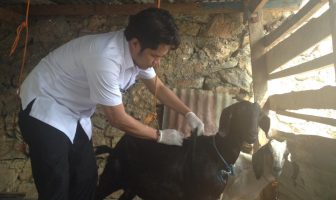 Periksa Hewan Ternak, Rutan Kendari Datangkan Dokter Hewan