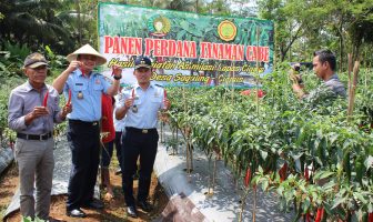 Panen Hasil Pertanian Lapas Ciamis Cabai 1 Ton Cabai