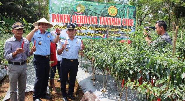 Panen Hasil Pertanian Lapas Ciamis Cabai 1 Ton Cabai