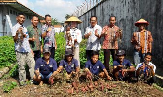 Lapas Serang Kembali Panen, Kali Ini Panen Ubi Ungu