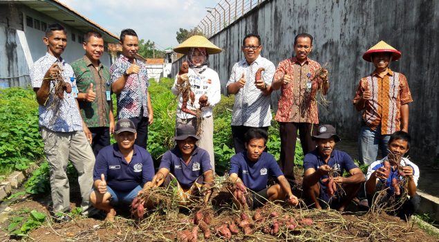 Lapas Serang Kembali Panen, Kali Ini Panen Ubi Ungu