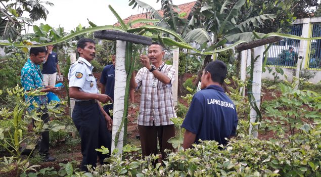 Lapas Serang Bekali WBP Pelatihan Budidaya Buah Naga