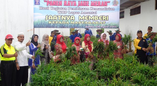 Melimpahnya Panen Jahe di Lapas Amuntai